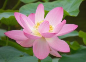 蓮の花